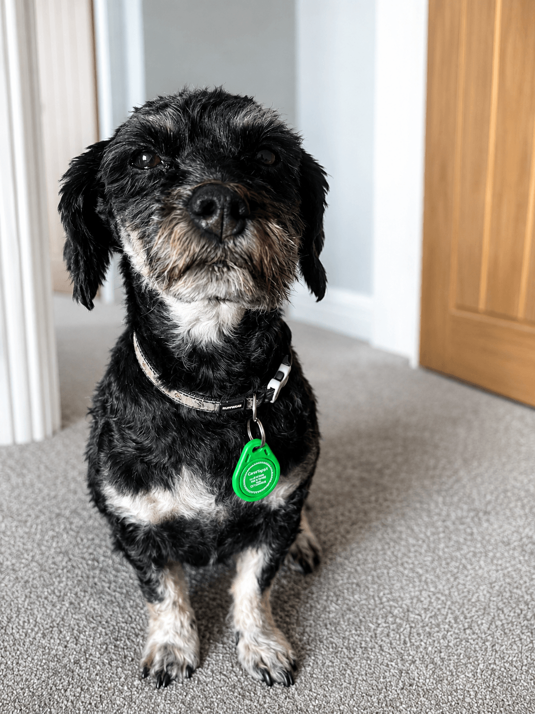 CareTags for pets